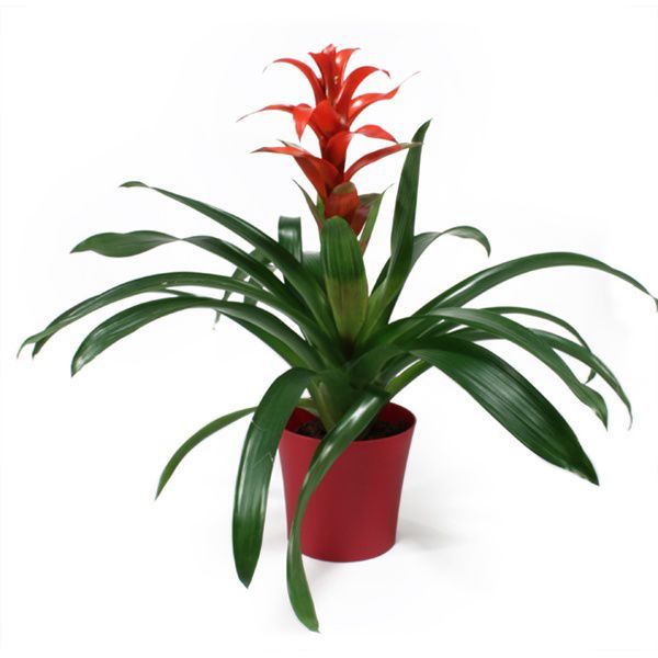 GUZMANYA ÇİÇEĞİ