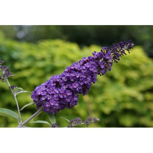 KELEBEK ÇALISI- ÇİÇEKLİ SÜS BİTKİSİ