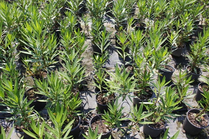 ZAKKUM ÇİÇEĞİ- ÇOK YILLIK DIŞ MEKAN BİTKİSİ