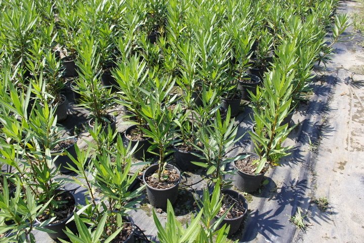 ZAKKUM ÇİÇEĞİ- ÇOK YILLIK DIŞ MEKAN BİTKİSİ