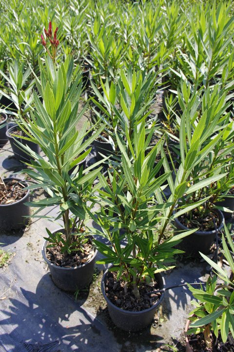 ZAKKUM ÇİÇEĞİ- ÇOK YILLIK DIŞ MEKAN BİTKİSİ