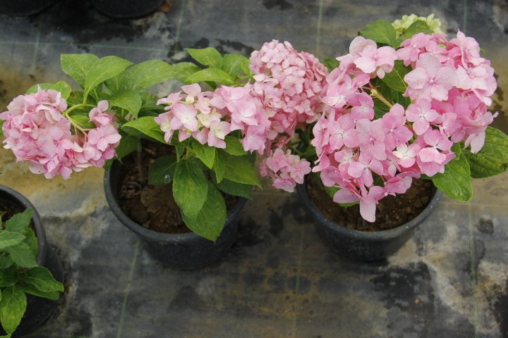 ORTANCA FİDANI - SAKSILI 20-40 cm