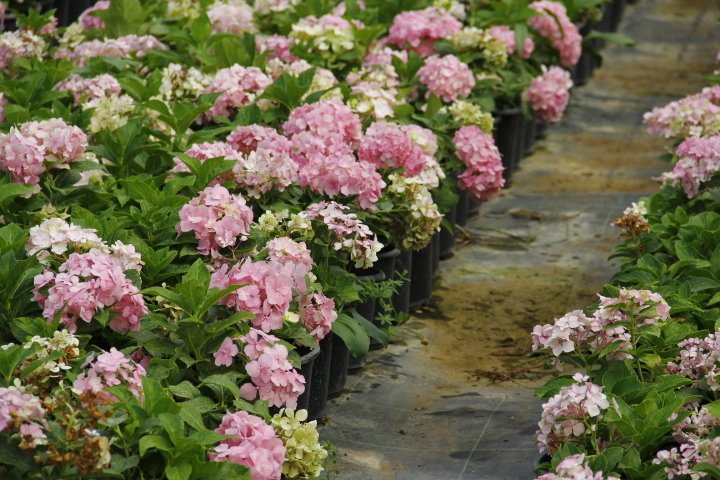 ORTANCA FİDANI - SAKSILI 20-40 cm