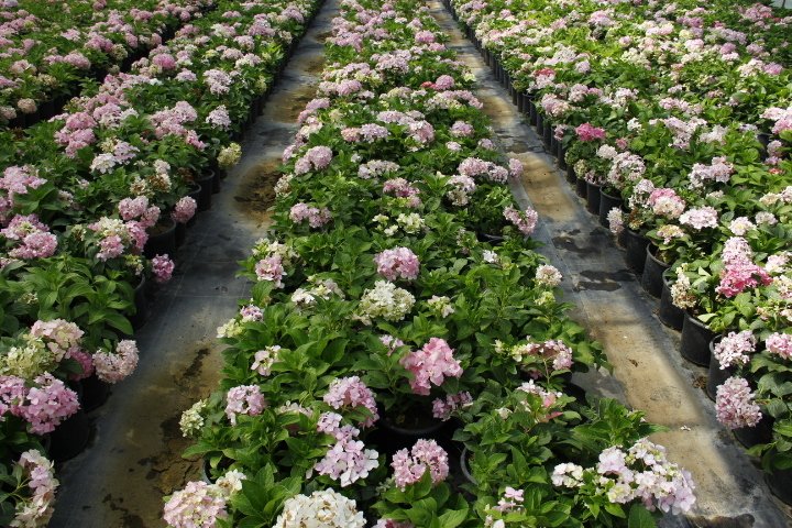 ORTANCA FİDANI - SAKSILI 20-40 cm