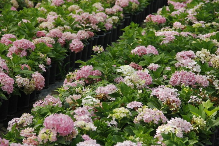 ORTANCA FİDANI - SAKSILI 20-40 cm