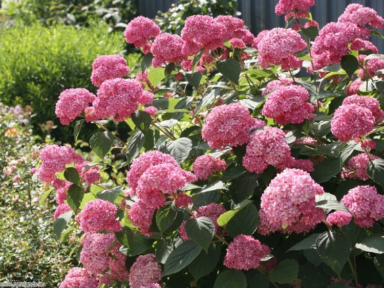 ORTANCA FİDANI - SAKSILI 20-40 cm