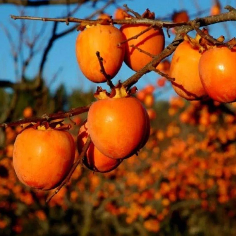 ÇİKOLATALI HARBİYE HURMA FİDANI