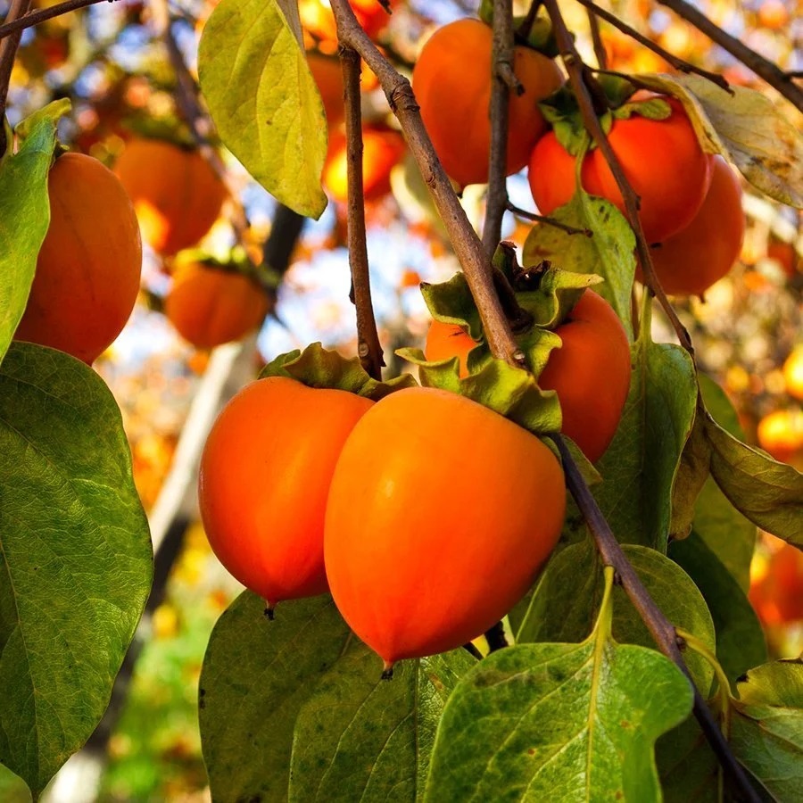 ÇİKOLATALI HARBİYE HURMA FİDANI