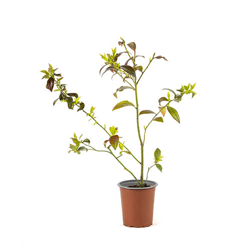 YABAN MERSİNİ FİDANI 3-4 YAŞ 80-100 cm