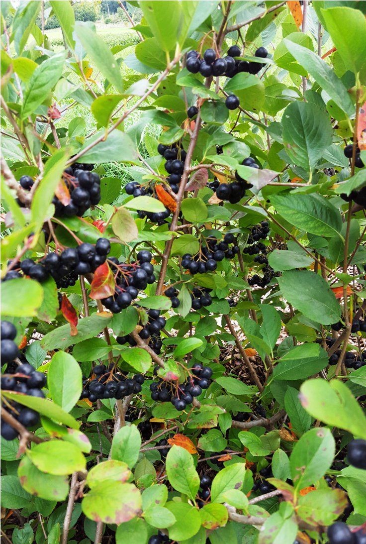 ARONYA FİDANI 3-4 YAŞ (80-100 CM)