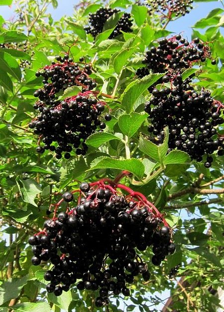 ARONYA FİDANI 3-4 YAŞ (80-100 CM)