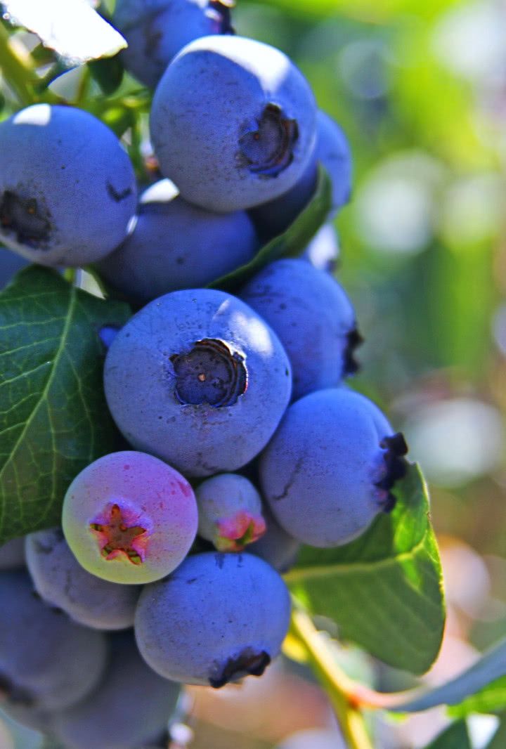 ŞİFALI SASKATOON BERRY FİDANI