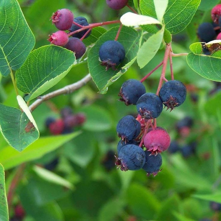 ŞİFALI SASKATOON BERRY FİDANI