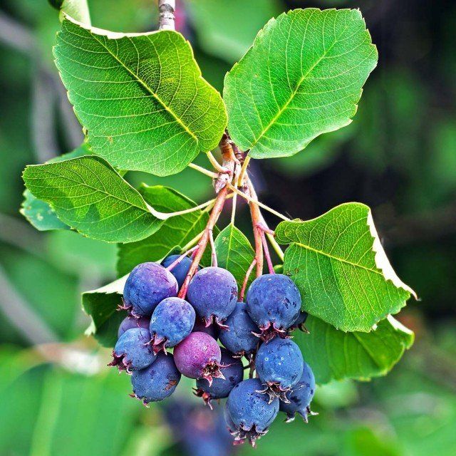 ŞİFALI SASKATOON BERRY FİDANI