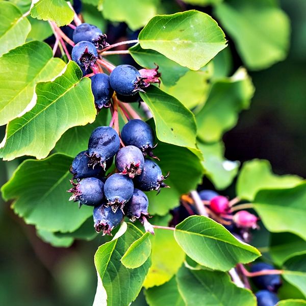 ŞİFALI SASKATOON BERRY FİDANI