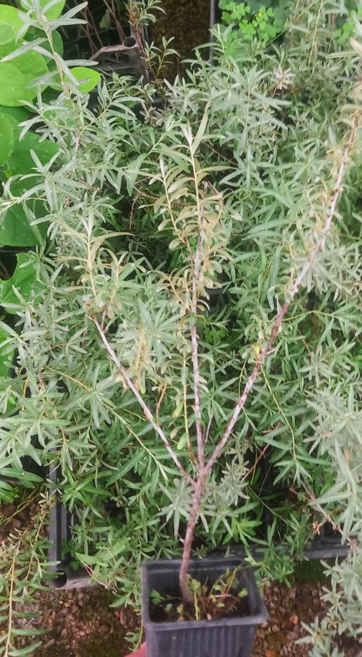 YALANCI(YABANİ) İĞDE FİDANI- HIPPOPHAE RHAMNOIDES