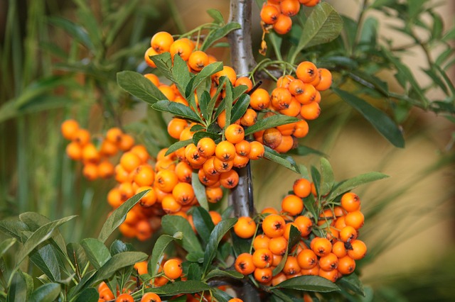 YALANCI(YABANİ) İĞDE FİDANI- HIPPOPHAE RHAMNOIDES