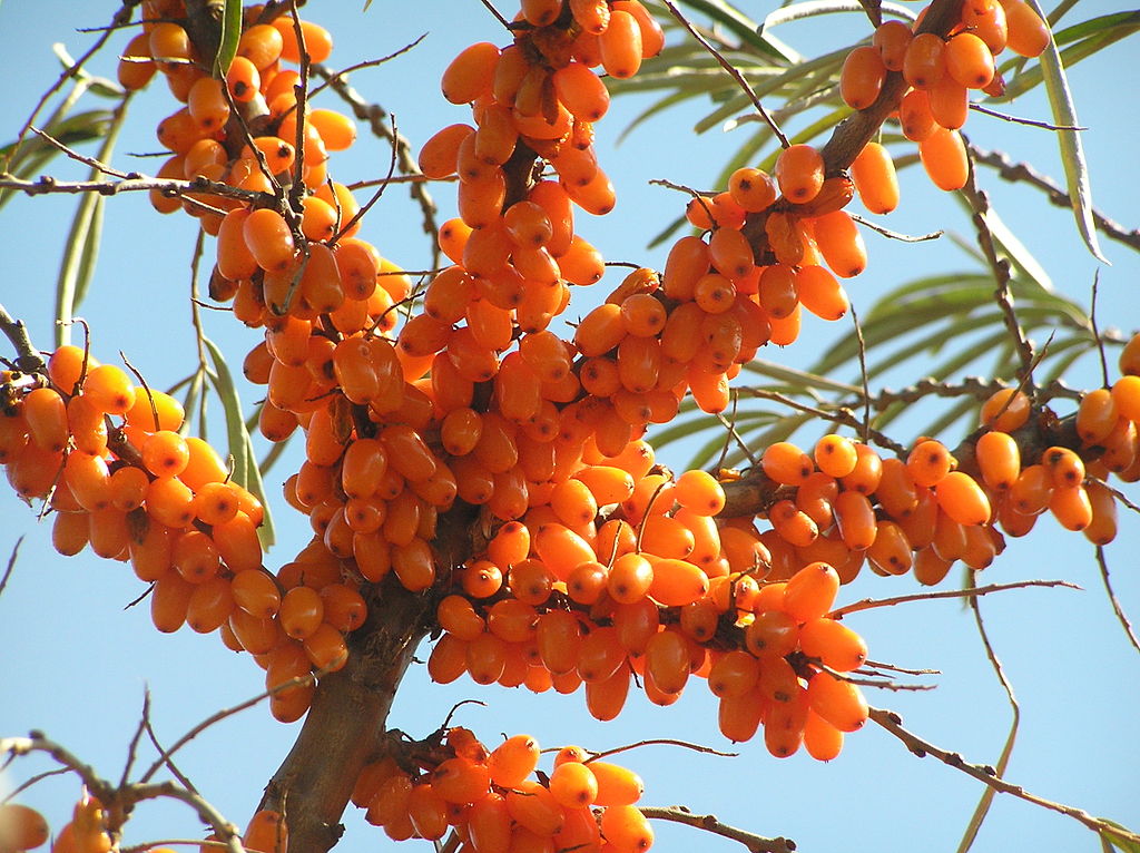 YALANCI(YABANİ) İĞDE FİDANI- HIPPOPHAE RHAMNOIDES