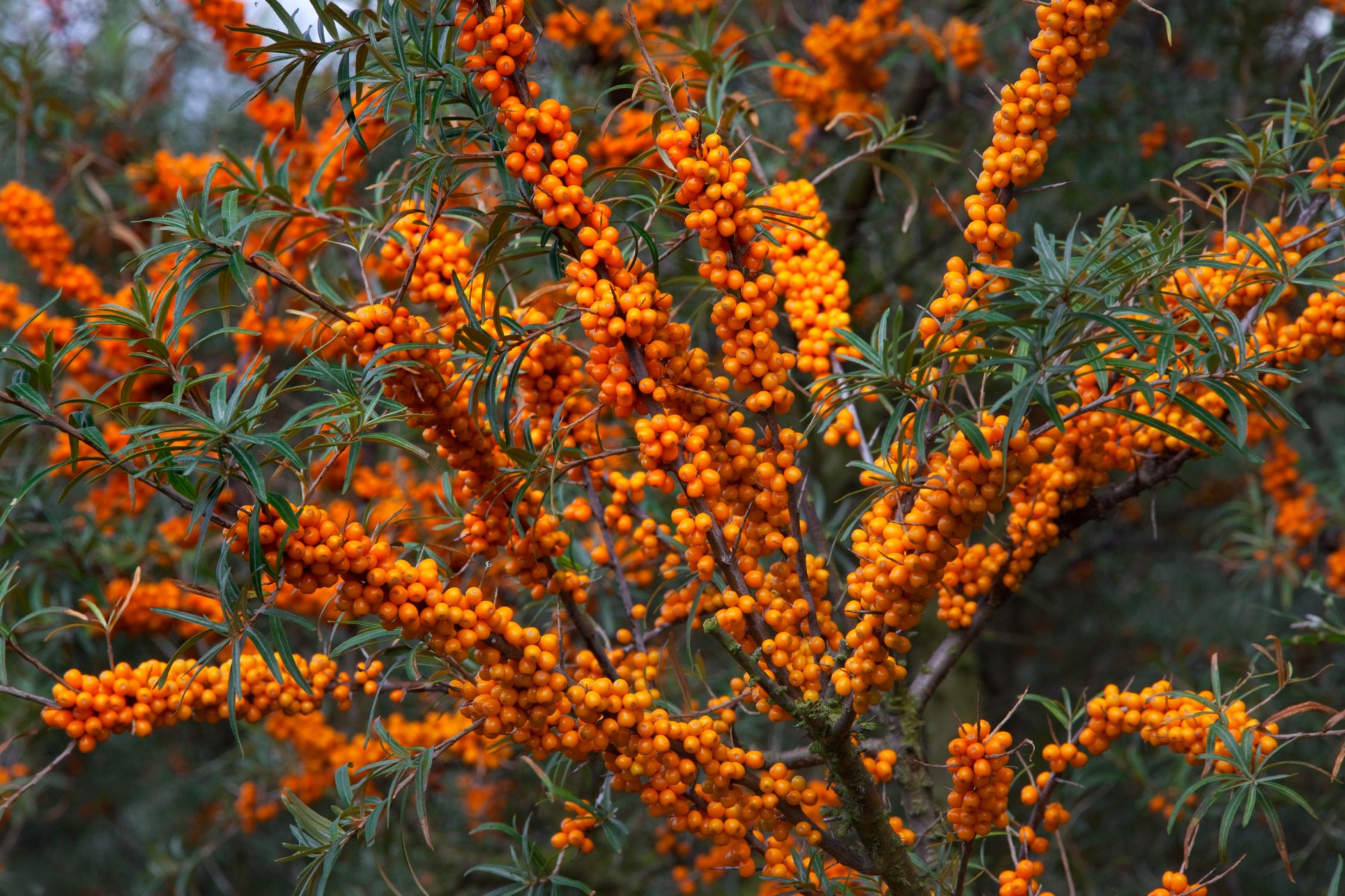 YALANCI(YABANİ) İĞDE FİDANI- HIPPOPHAE RHAMNOIDES