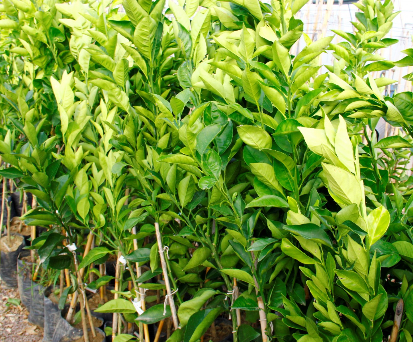 MANDALİNA FİDANI (Satsuma)  - 3 YAŞ AŞILI ve TÜPLÜ 100-150 cm