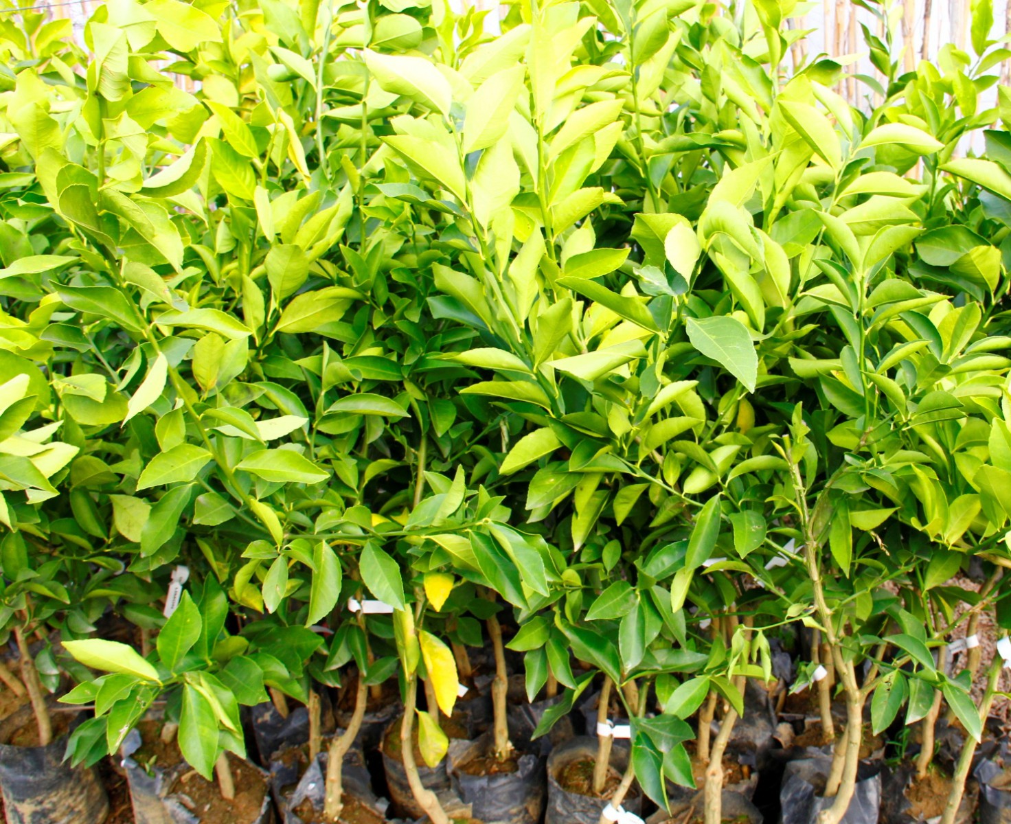 MAYER LİMON FİDANI(Yediveren) - 3 YAŞ AŞILI ve TÜPLÜ 100-150 cm