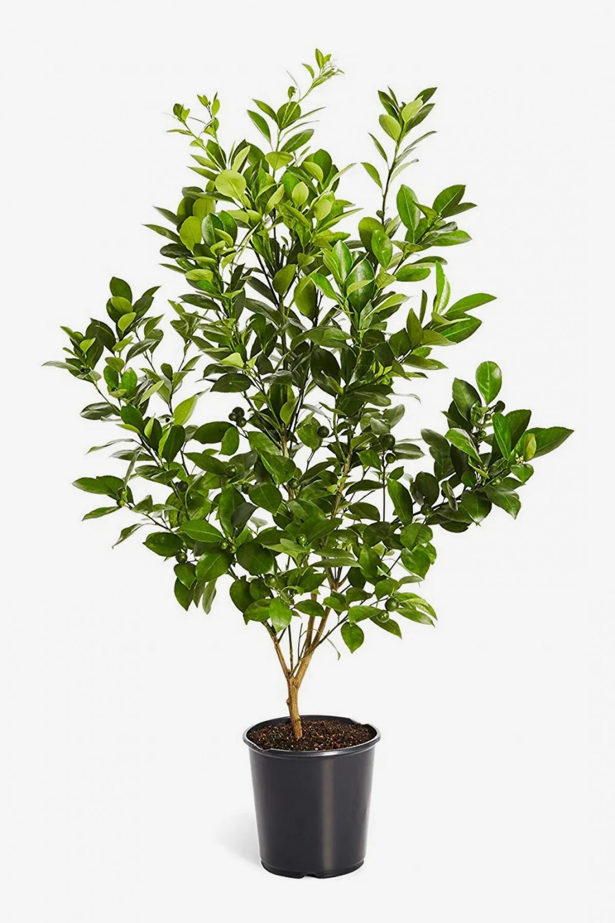 MAYER LİMON FİDANI(Yediveren) - 3 YAŞ AŞILI ve TÜPLÜ 100-150 cm