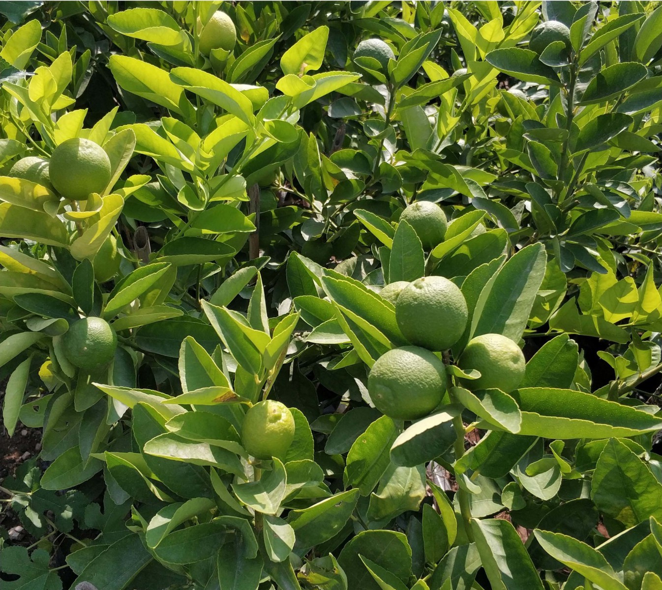 LİME MİSKET LİMON FİDANI - Limequat