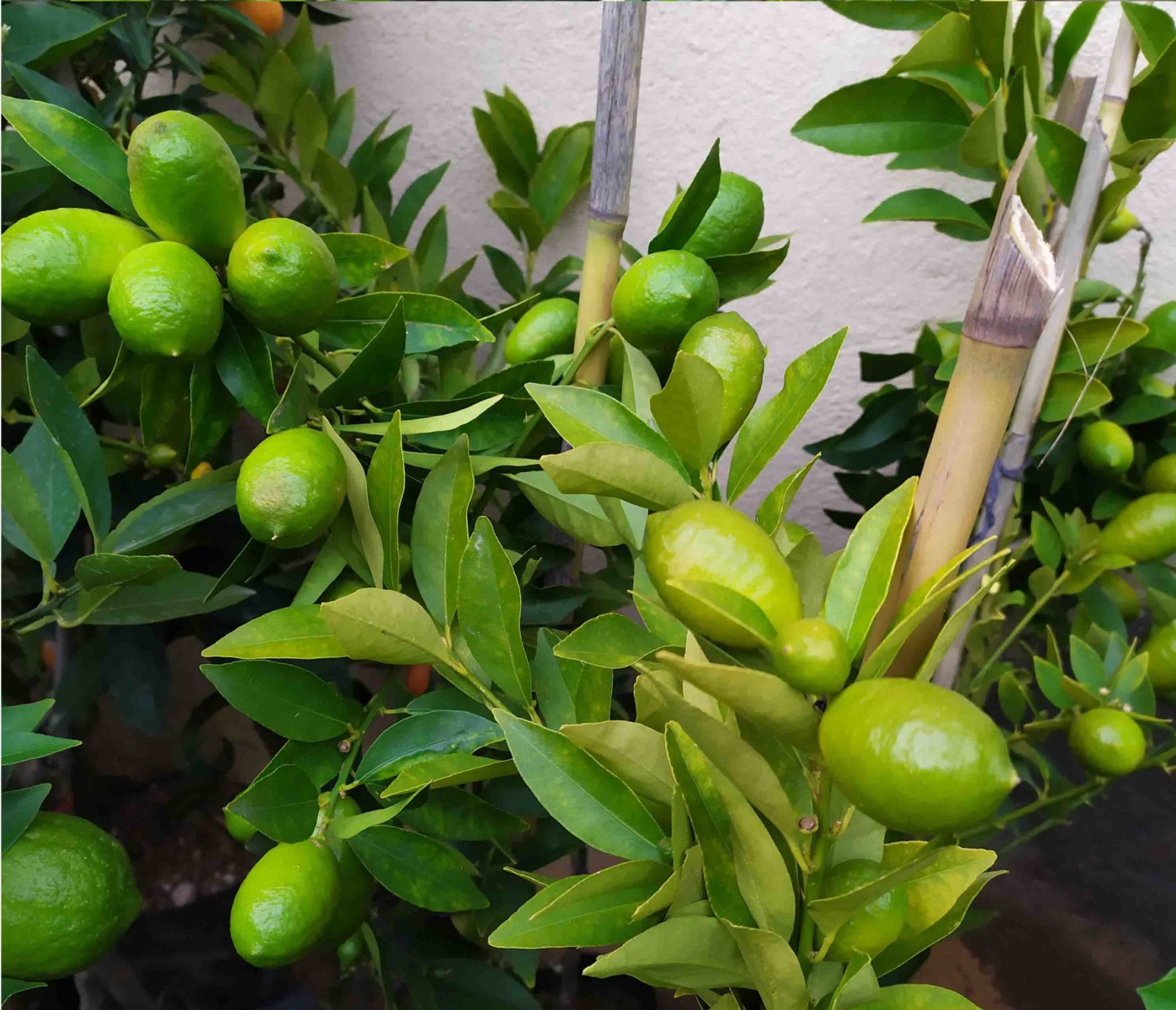 LİME MİSKET LİMON FİDANI - Limequat