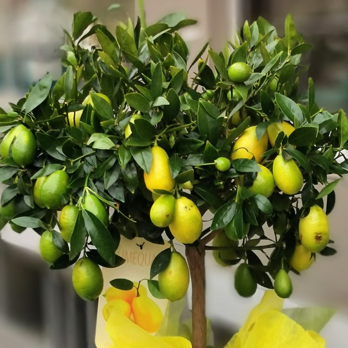 LİME MİSKET LİMON FİDANI - Limequat