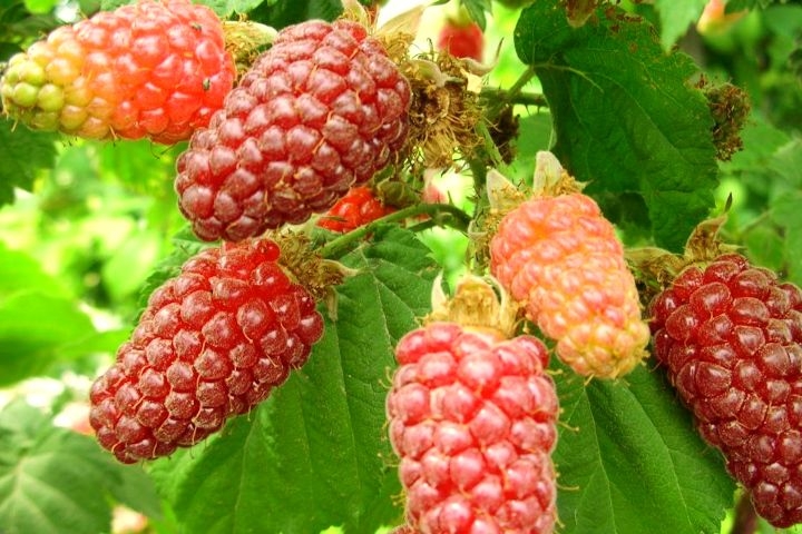 Ahududu Frambuaz Fidanı 2 Yaş Tüplü