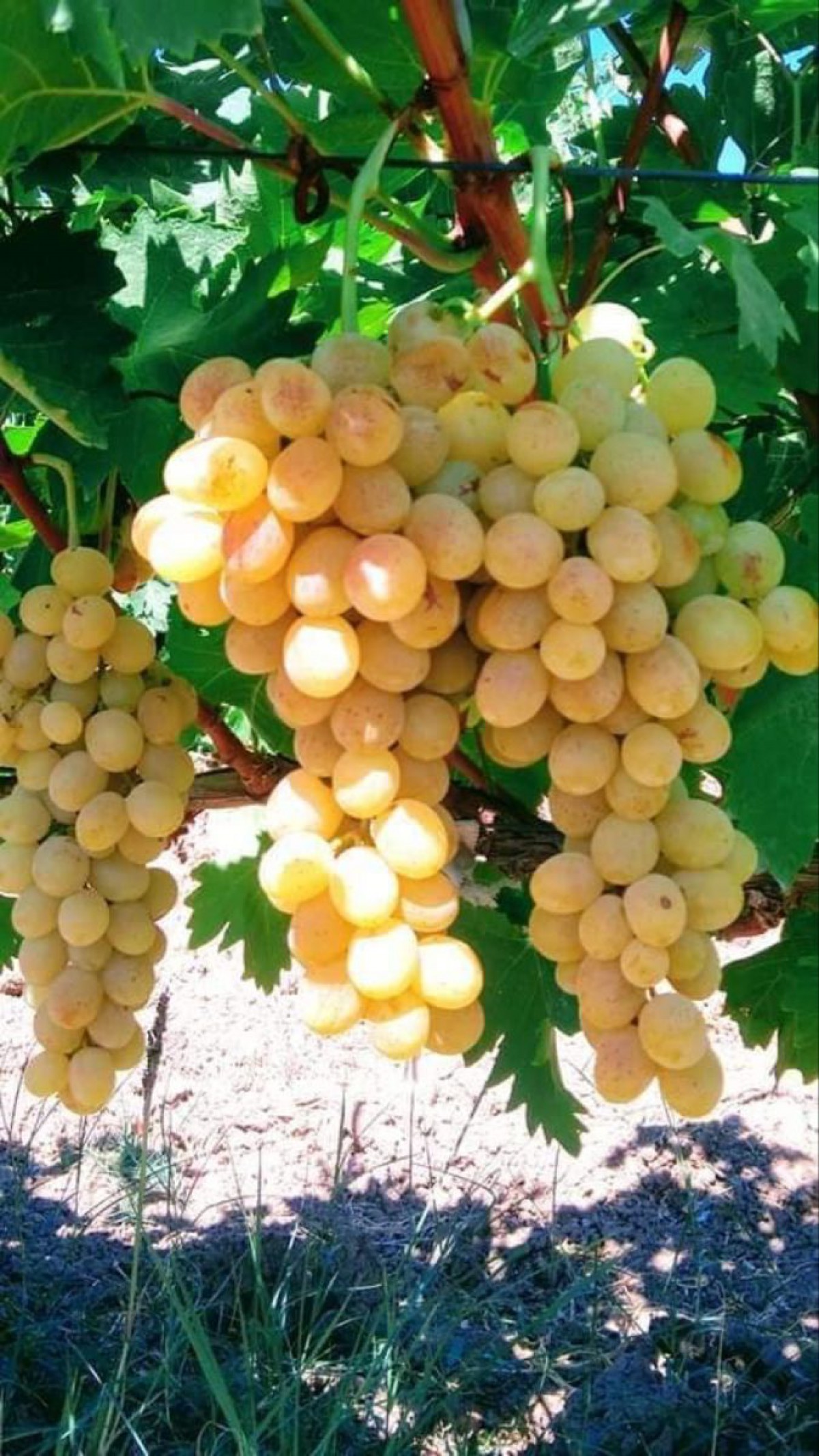 Ata Sarısı Üzüm Fidanı 2 Yaş Tüplü