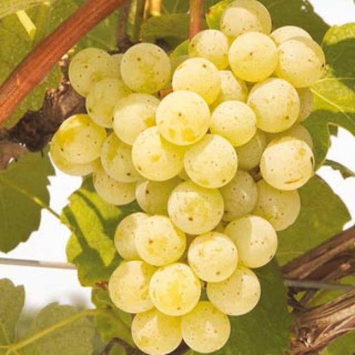 Ata Sarısı Üzüm Fidanı 2 Yaş Tüplü