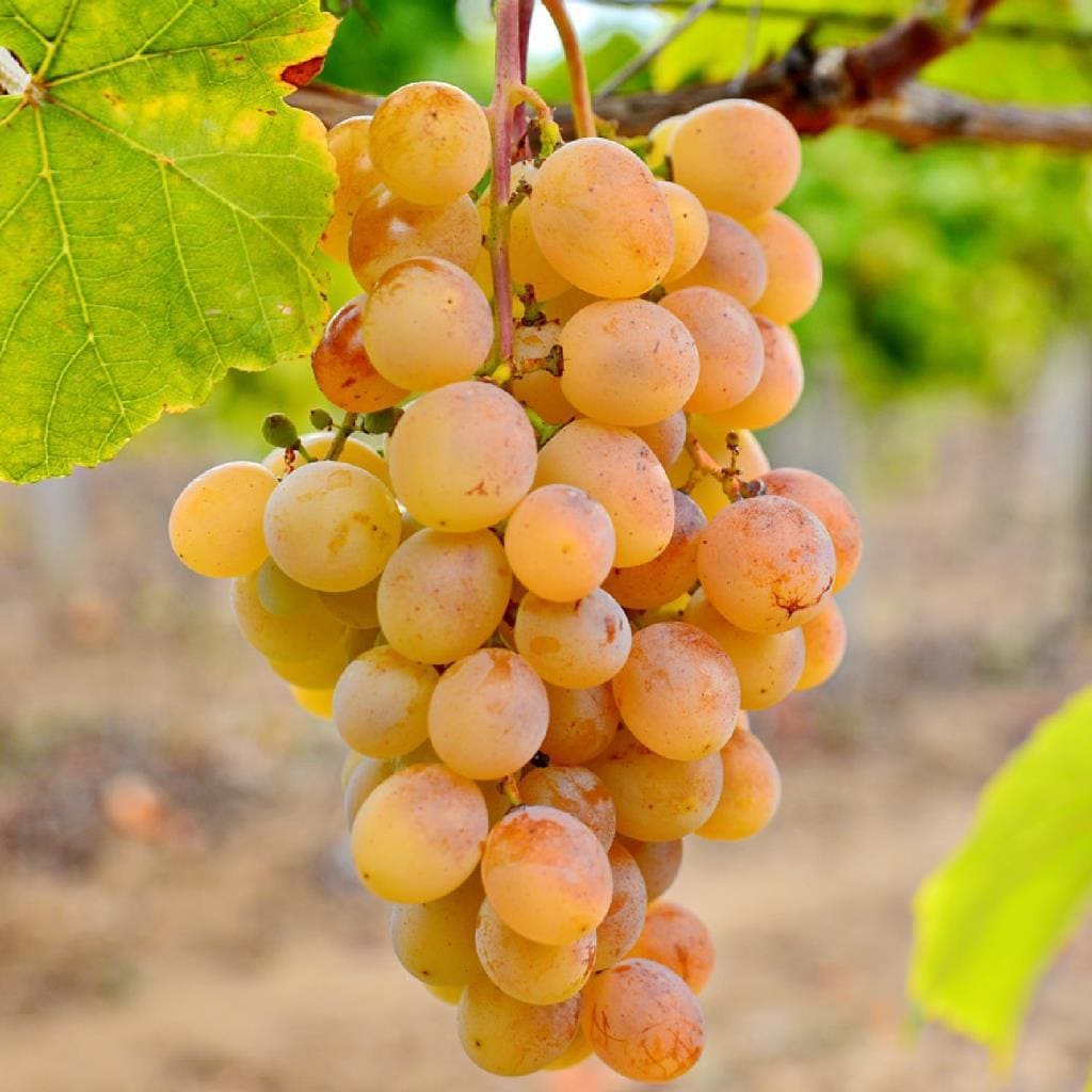 Ata Sarısı Üzüm Fidanı 2 Yaş Tüplü