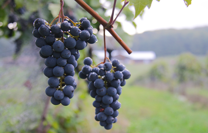 Öküzgözü Üzüm Fidanı 2 Yaş Tüplü