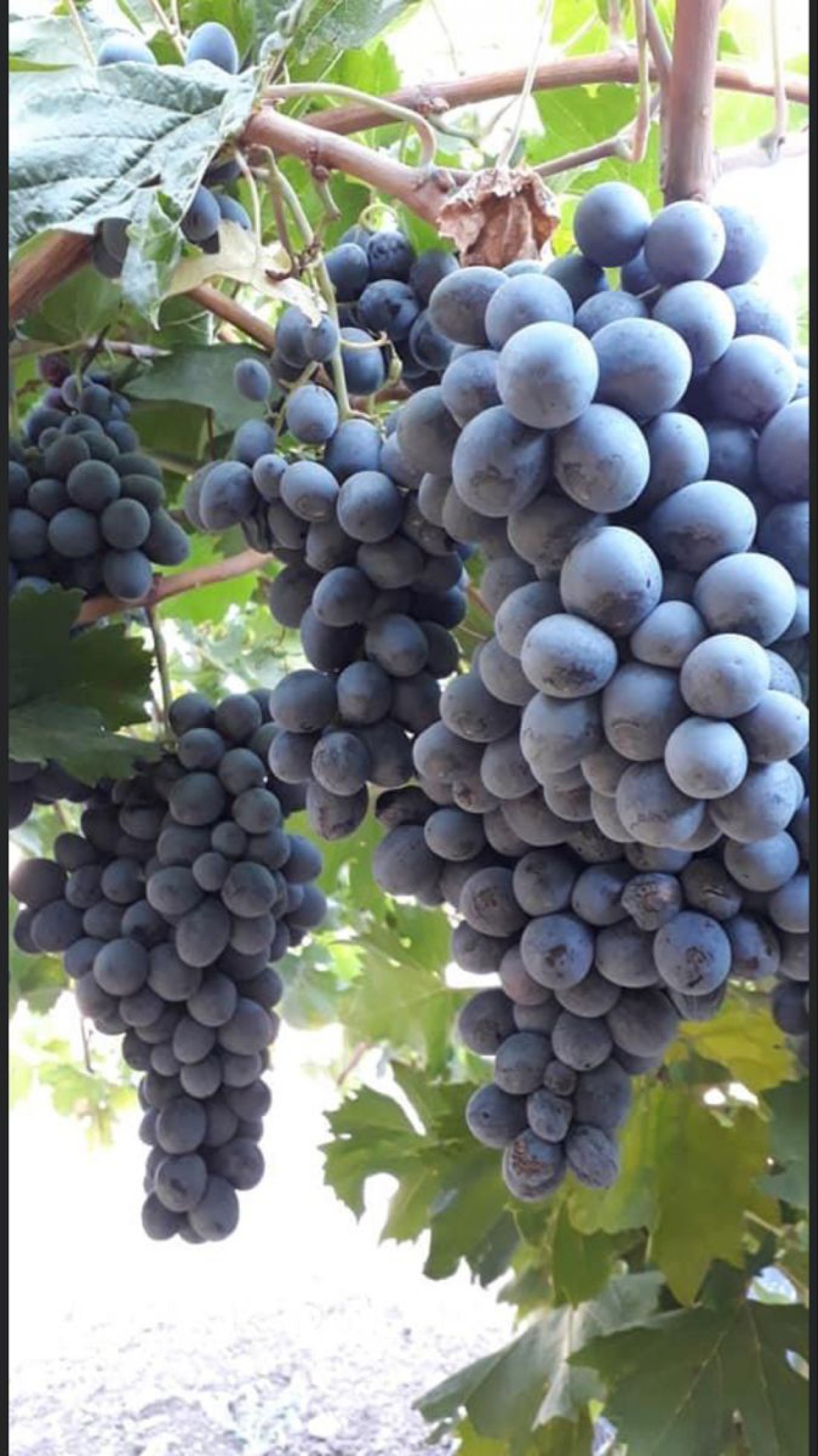 Öküzgözü Üzüm Fidanı 2 Yaş Tüplü