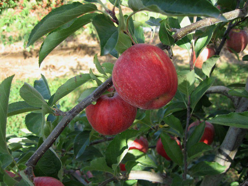 Gala Elma Fidanı 3 Yaş Tüplü ve Aşılı