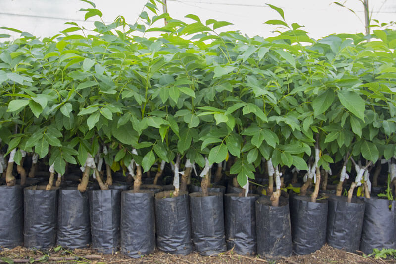 Şebin Ceviz Fidanı 3 Yaş Tüplü ve Aşılı