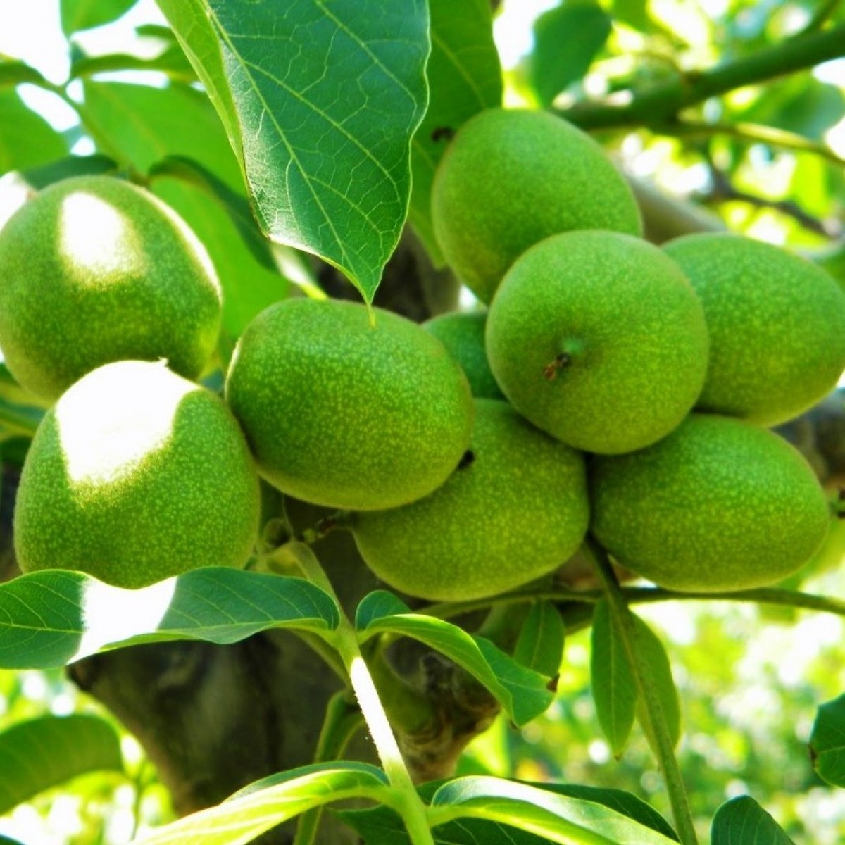 Şebin Ceviz Fidanı 3 Yaş Tüplü ve Aşılı